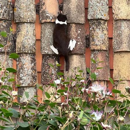 Franciscan Rooms, Old Town Casa de hóspedes 3*